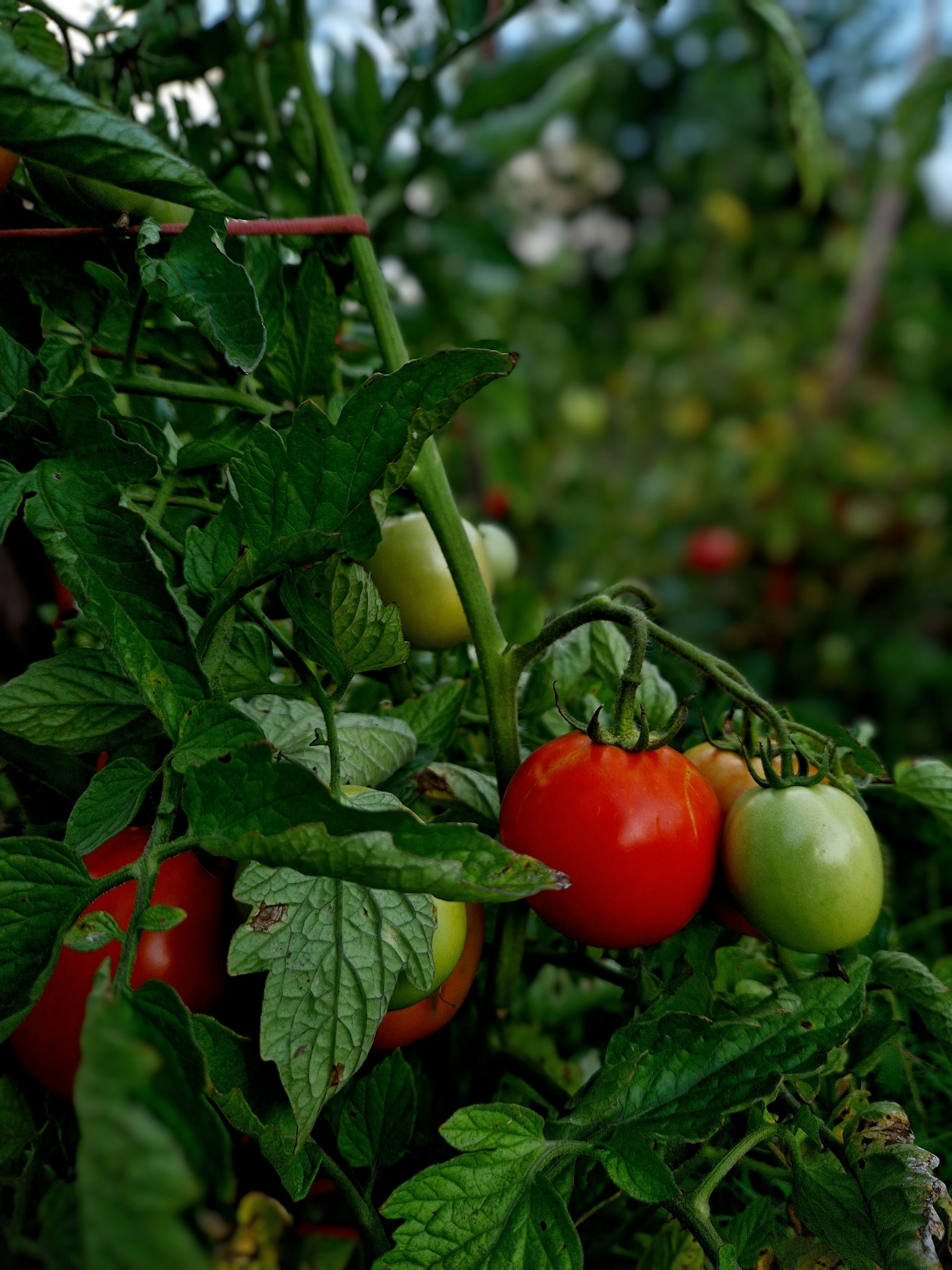 Ripening tomatoes on a healthy vine